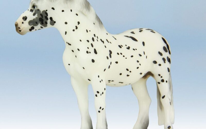 Nero appaloosa